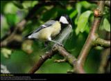 Great Tit (Musvit / Parus major)