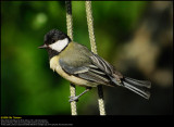 Great Tit (Musvit / Parus major)