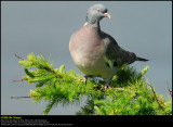 Wood Pigeon (Ringdue / Columba palumbus) (updated:2008-05-18)
