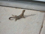 Day7, Grand Bahama Island:  over run with lizards