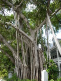 Awesome tree