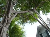 Providing an arched entrance to the drive