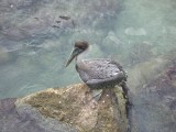 Pelican sleeping on the rocks/begging for french fries