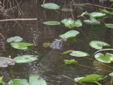 Alligator in the Glades.