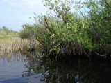 Mangroves