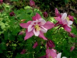 Columbine flower May 2004.jpg