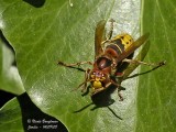 EUROPEAN HORNET