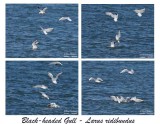 BLACK-HEADED GULLS fishing