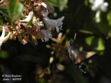 HUMMINGBIRD HAWK-MOTH - MACROGLOSSUM STELLATARUM - MORO-SPHINX