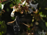 HUMMINGBIRD HAWK-MOTH - MACROGLOSSUM STELLATARUM - MORO-SPHINX