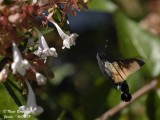 HUMMINGBIRD HAWK-MOTH - MACROGLOSSUM STELLATARUM - MORO-SPHINX