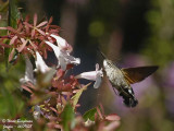 HUMMINGBIRD HAWK-MOTH - MACROGLOSSUM STELLATARUM - MORO-SPHINX