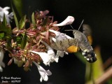 HUMMINGBIRD HAWK-MOTH - MACROGLOSSUM STELLATARUM - MORO-SPHINX