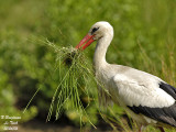 WHITE-STORK with nest materials