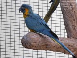 Blue-throated Macaw - Ara glaucogularis - Ara canind