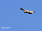 LESSER KESTREL