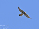 LESSER KESTREL