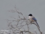 AZURE-WINGED MAGPIE