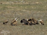 Griffon and Monk Vultures