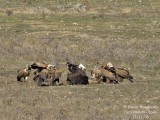 Griffon and Monk Vultures