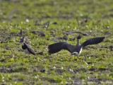 NORTHERN LAPWING lateral display 1
