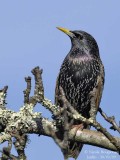 EUROPEAN STARLING