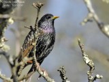 EUROPEAN STARLING