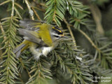 FIRECREST