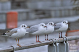 BLACK-HEADED GULL adults and 1st winter