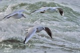 BLACK-HEADED GULL