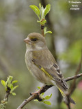 EUROPEAN-GREENFINCH female