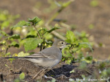 WHITE-WAGTAIL