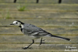 WHITE-WAGTAIL