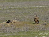 GRIFFON VULTURES