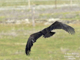 MONK VULTURE