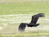 MONK VULTURE