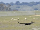 MONK VULTURE