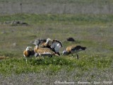 GREAT BUSTARDS