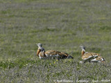 GREAT BUSTARDS