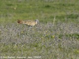 GREAT BUSTARD