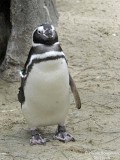 JACKAAS or AFRICAN PENGUIN