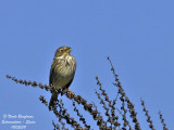 CORN BUNTING