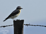 NORTHERN WHEATEAR