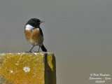 COMMON STONECHAT male