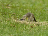 SPOTTED FLYCATCHER adult and young