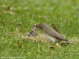 SPOTTED FLYCATCHER adult and young