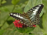 CLIPPER - PARTHENOS SYLVIA - LE CLIPPER