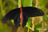 SEMPERI - ATROPHANEURA SEMPERI male