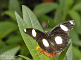 GREAT EGGFLY - HYPOLIMNAS BOLINA male