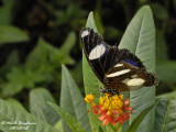 GREAT EGGFLY - HYPOLIMNAS BOLINA male